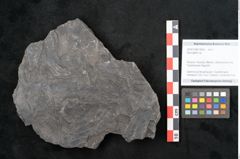 Foto (Objekt + Etikett) von Neuropteris sp.  (NHMW-GEO-2024-0188-10683)
